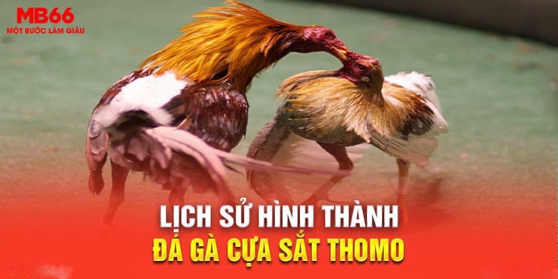 đá gà cựa sắt Thomo