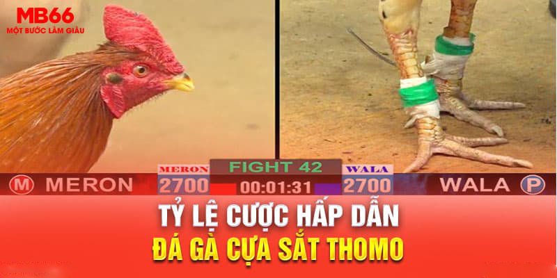 đá gà cựa sắt Thomo